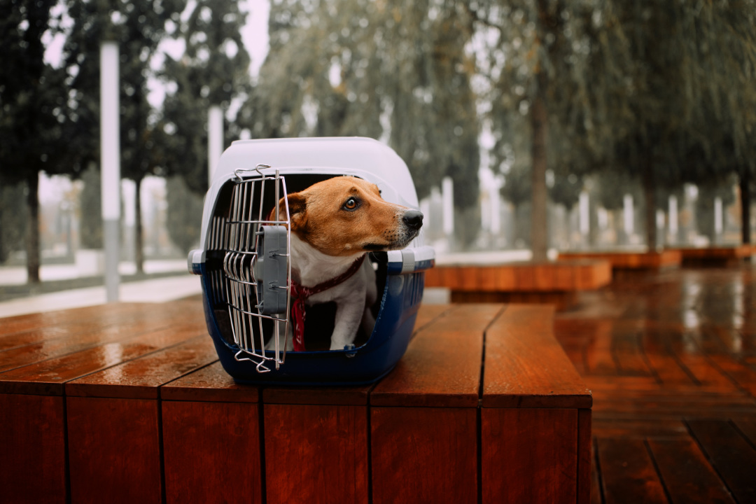 How to Soundproof a Dog Crate