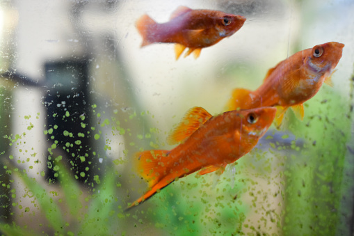 How To Make A Fish Tank Filter Quieter