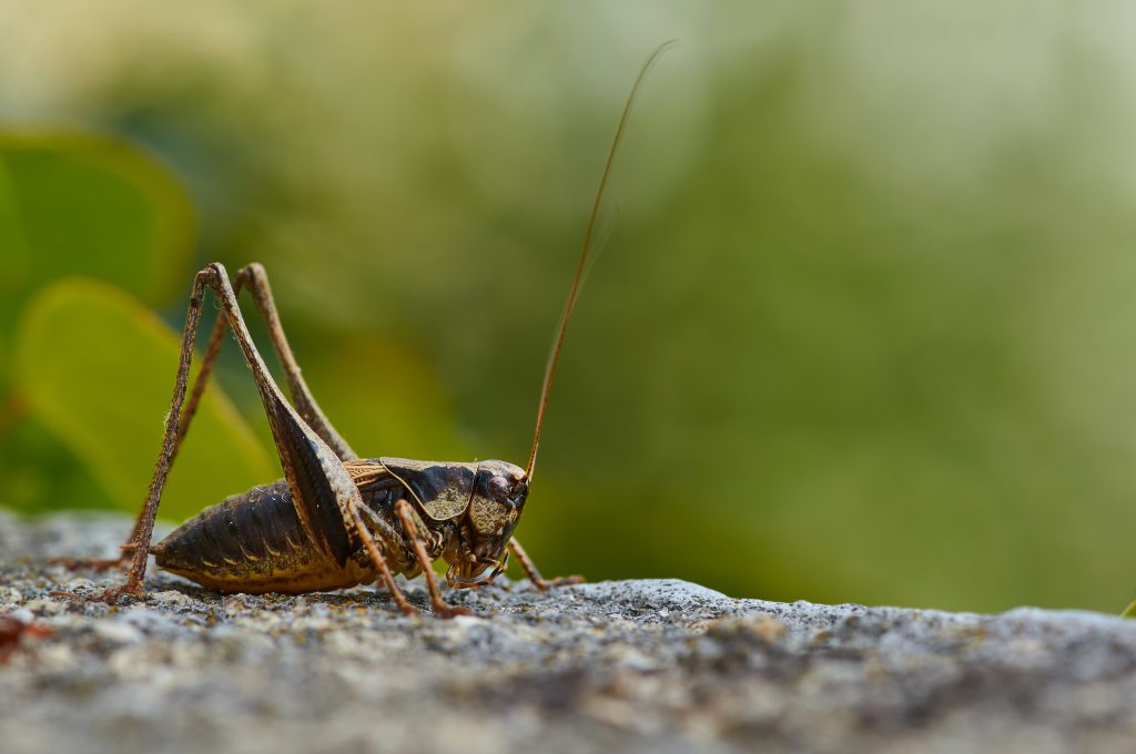 how to get rid of cricket noise at night